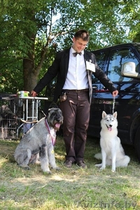 Хендлинг собак в Бресте #1209857