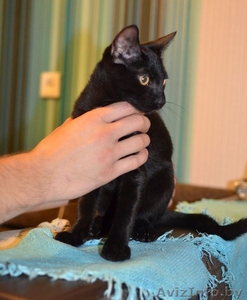 Срочно отдам в добрые руки потрясающего котенка.  #1301640