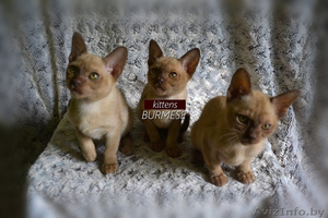 Чистопородные котята Бурма #1296652