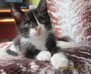 Котята в хорошие и заботливые руки! #1297553