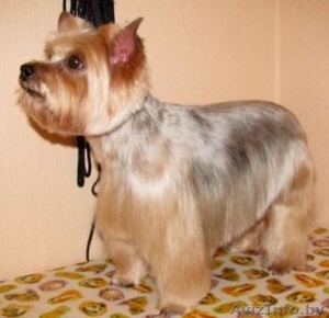 Стрижка собак и котов на дому. #1299344