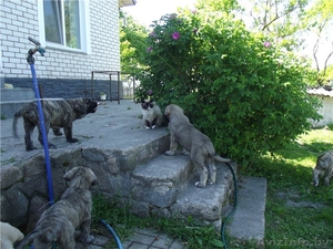 щенки испанского мастифа #1299525