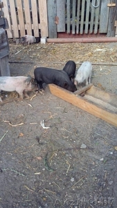 Вьетнамские поросята 6 и 7 недель #1299917