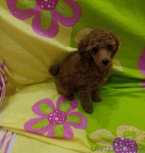 Карликовый пуделек #1304555