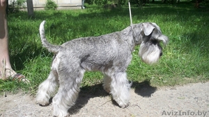 Щенок цвергшнауцера недорого #1296681