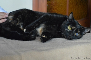 Кошка в дар. Соня #1300306