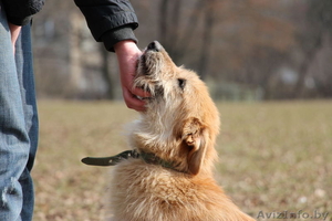 Рыжее счастье в подарок!  #1307606