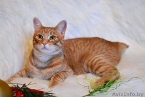 Кот рыжий Бриз в дар #1301922