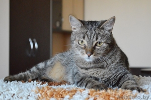 Кассандра . Кошка в дар,  Брест #1304140