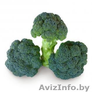 Семена капусты брокколи CAZZY F1 / КЕЗЗИ F1  фирмы КИТАНО #1296805