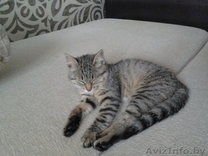 Кошечка ищет хозяев! #1297027