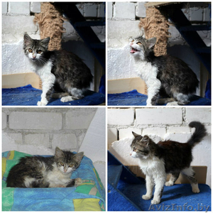 Котенок подросток в ДАР #1304072