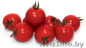 Семена томата CONORY F1 / КОНОРИ F1 фирмы Китано #1296808