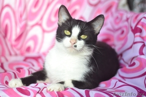 кошка Дейзи в дар #1301915