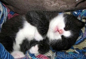 ***Котята ищут своих хозяев*** #1300141