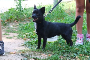 Миниатюрный кобелек в ДАР #1304985