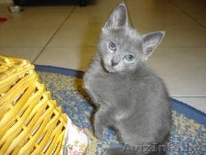 Котята-красавцы #1299296