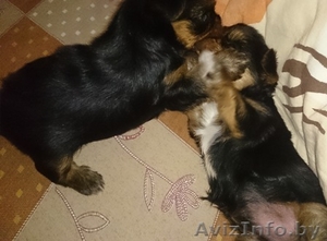 Щенки йоркширского терьера мини #1302090