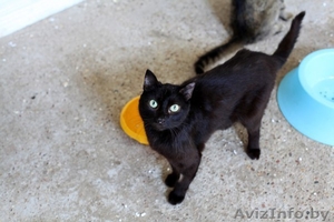 Черные пантеры из приюта в ДАР #1302831