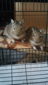 Продам дегу ( чилийская белка) #1303407