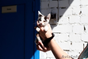 Котенок просит спасения  #1304092