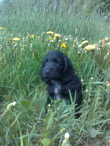 Русский охотничий спаниель щенок #1301485