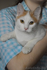 Кот в дар. Лексус #1300243