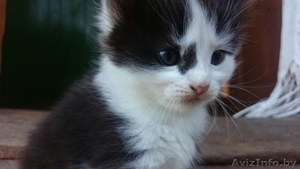 ***Котёнок ищет новых хозяев*** #1303292