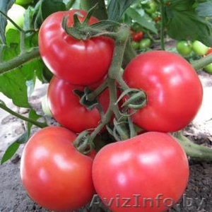Семена розового томата KS 14 F1 фирмы Китано #1297689