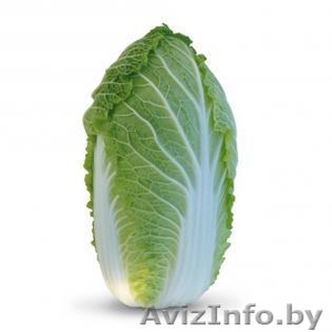 Семена пекинской капусты KS 340 F1 фирмы Китано #1296816