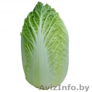 Семена пекинской капусты KS 934 F1 (Китано) #1297675