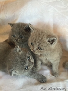 Питомник элитных британских и шотландских кошек.Вязка. #1301221