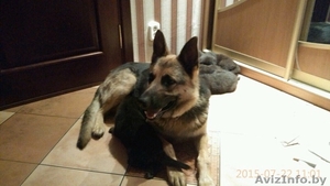 Щенки овчарки с родословной #1302341