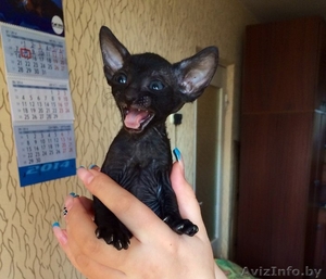 Королевские котята корниш-рекс #1297168