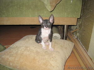 Сфинксы донские #1300944