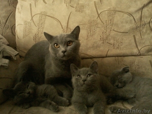 Британские плюшевые котятки) #1304599