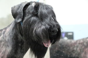 Стрижка собак в Бресте #1209859