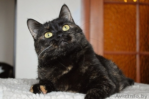 Кошка в дар. Адель #1300304