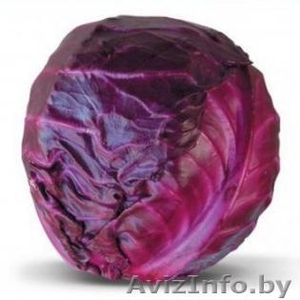 Семена краснокочанной капусты KIOTO F1 / КИОТО F1 фирмы Китано #1297216