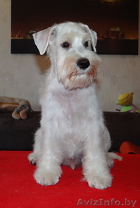 Щенки цвергшнауцера - настоящие друзья для всей семьи #1307387