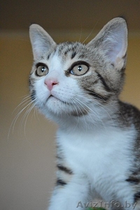 Котенок в дар. Геральт #1300307