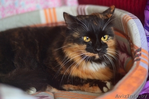 кошка Микаэла в дар #1301920