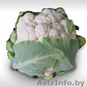 Семена цветной капусты MISORA F1 / МИСОРА F1 фирмы Китано #1297686