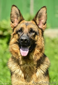 Щенки немецкой овчарки. Длинношерстный и стандарт! #1301886