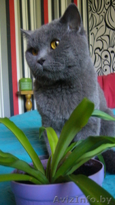 Вязка британского кота #1301991