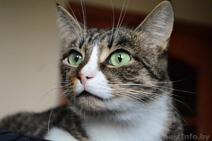 Кошка в дар. Тихомира #1300302