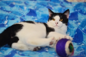 кот Самбик  в дар #1301917