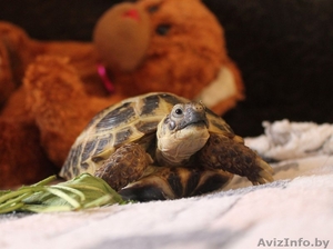 Сухопутная черепашка #1302992