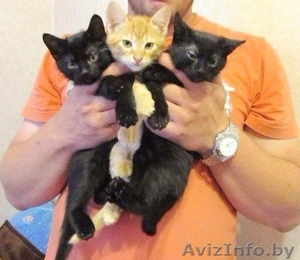 Отдам в дар котят. #1296890