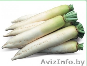 Семена редиса дайкон TITAN / ТИТАН фирмы Китано #1296811
